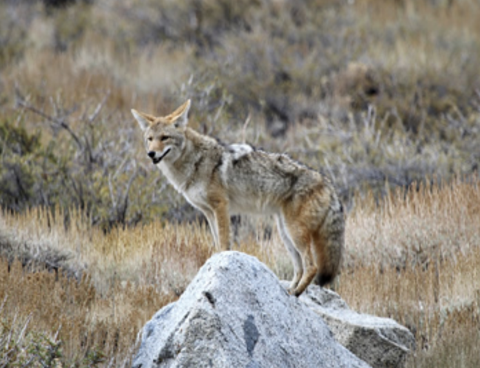 Coyotes on the ranch at Indian Valley Outfitters