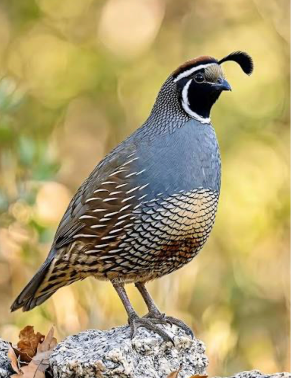California quail at Indian Valley Outfitters