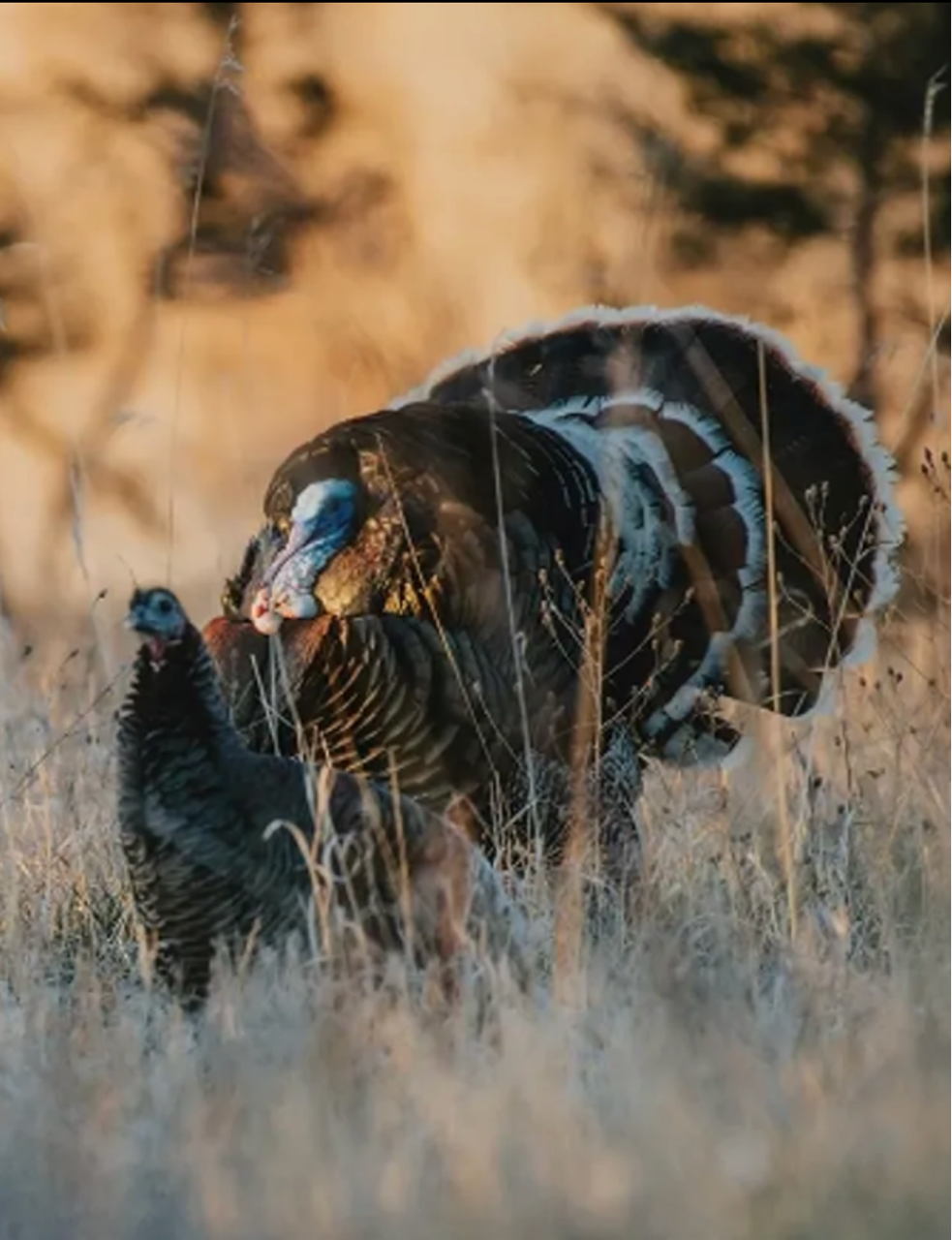 Wild turkeys at Indian Valley Outfitters