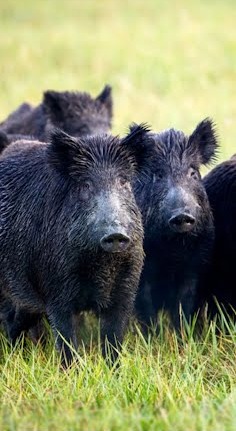 California Wild Pig Hunt