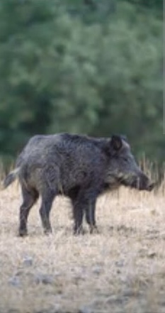 Indian Valley Outfitters guided hunt photo 1