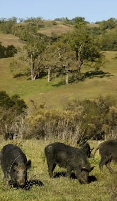 Indian Valley Outfitters guided hunt photo 3