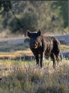 Indian Valley Outfitters guided hunt photo 5