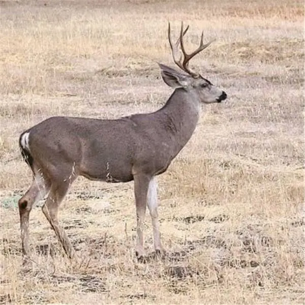 Blacktail buck standing in dry golden grass