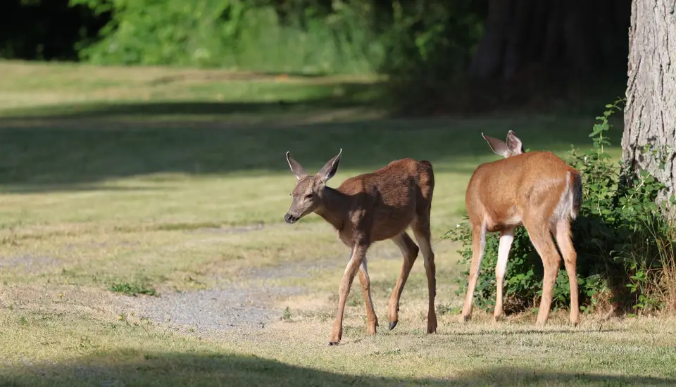 Columbia blacktail deer on private hunting ranch land in Monterey County California