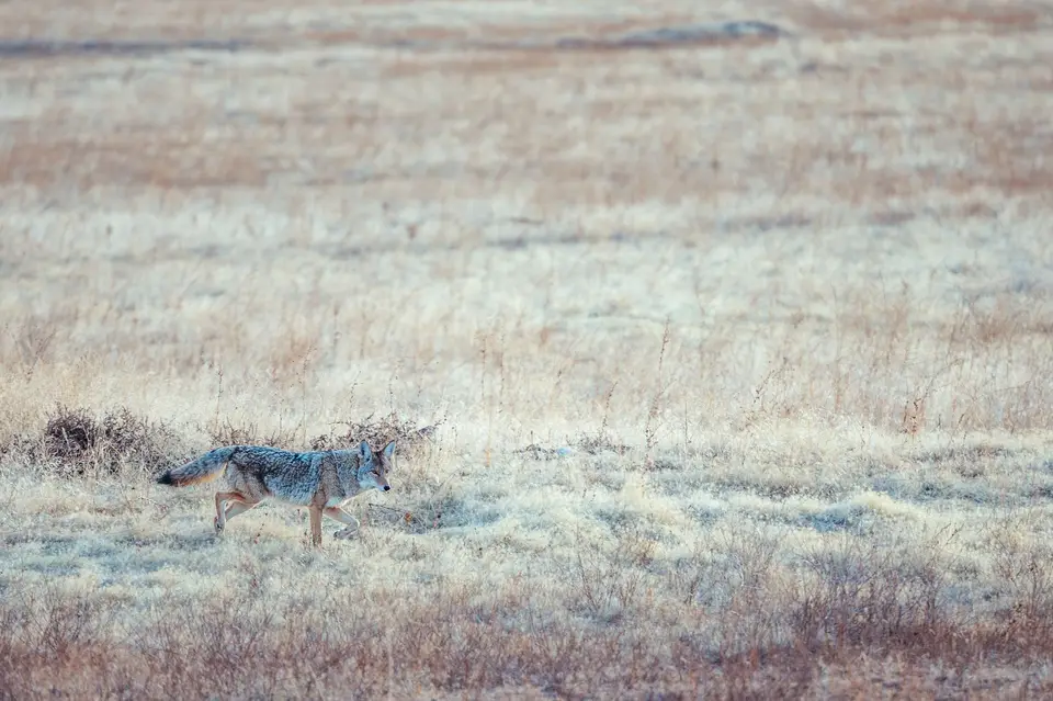 California hunting ranch grassland and oak foothills managed for wildlife conservation