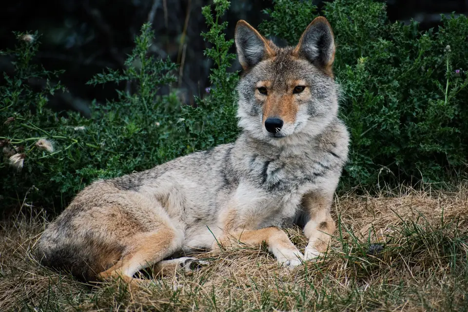 Coyote resting in grassland during guided predator hunt in California