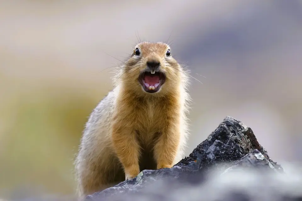 California ground squirrel on rock lookout during guided varmint hunt