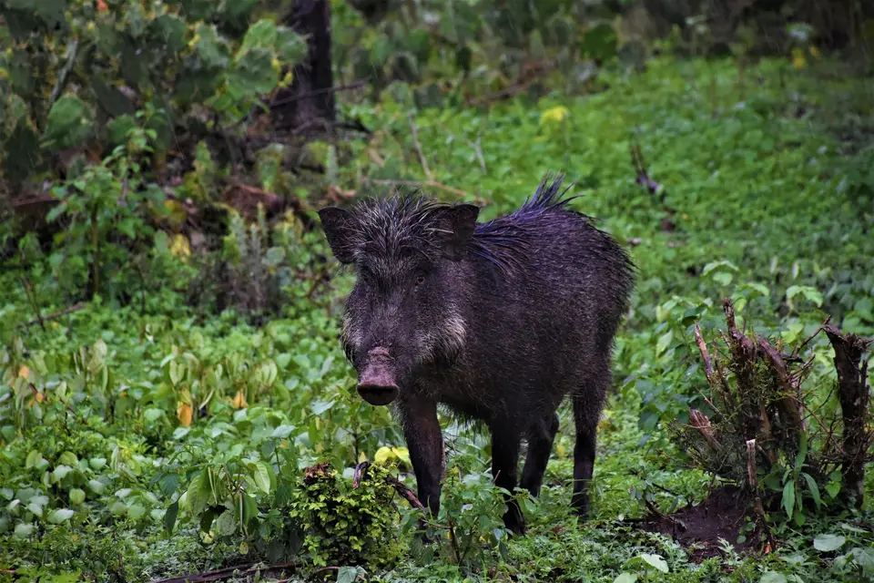 California wild boar feeding on private hunting ranch in Monterey County