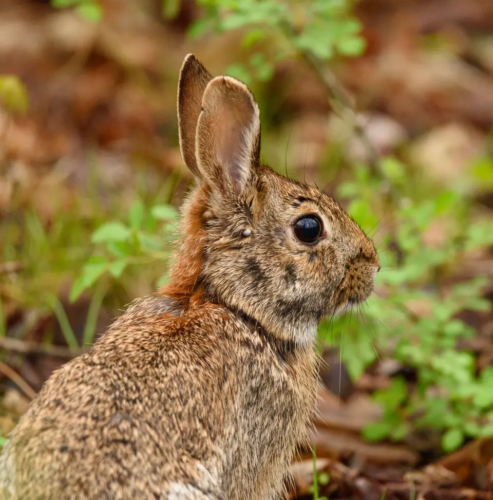 Wild cottontail rabbit feeding in native sage brush on California ranch