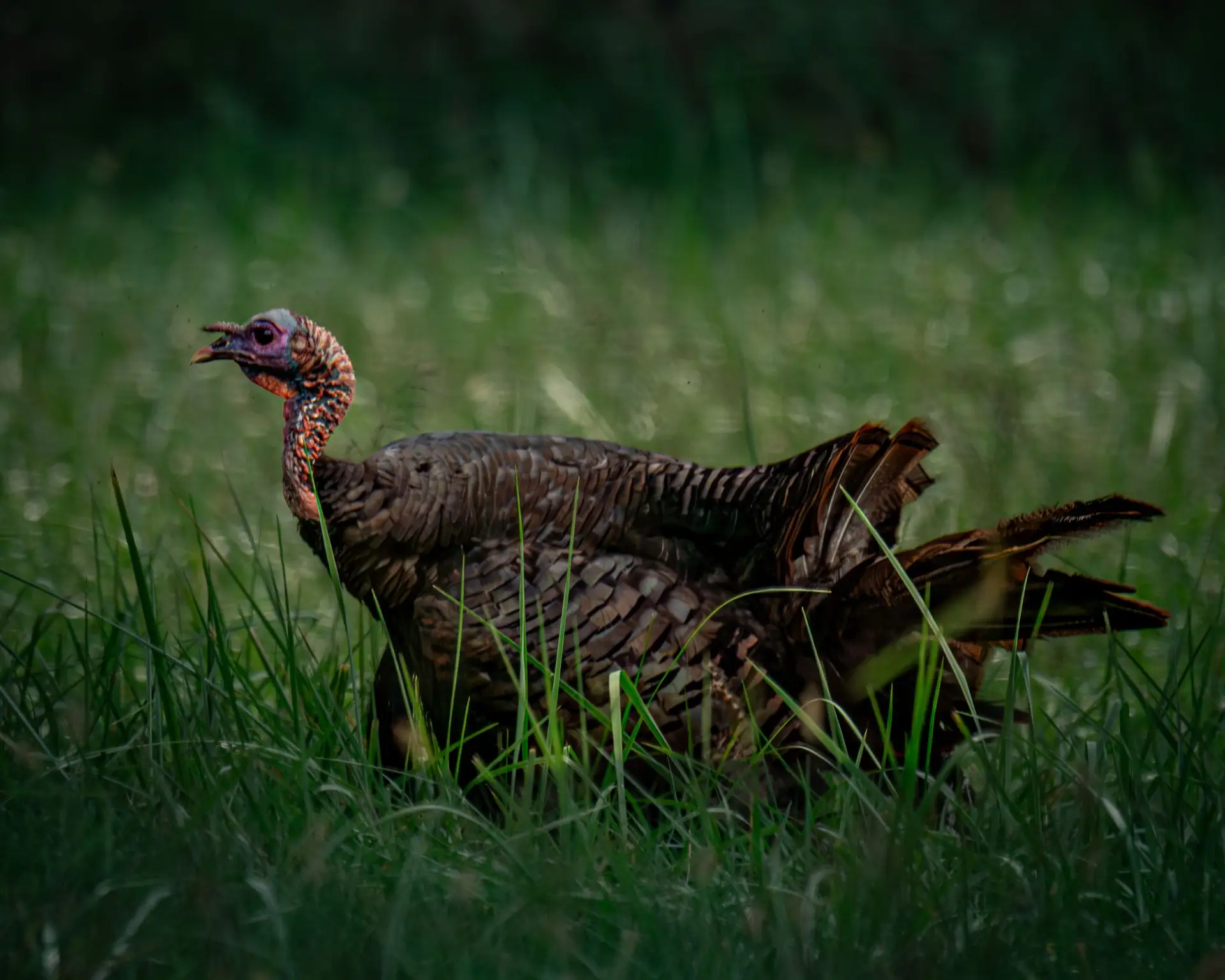 Rio Grande wild turkey tom in tall grass on California hunting ranch