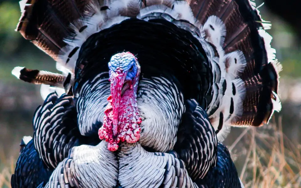 Rio Grande wild turkey tom in full strut on private California ranch